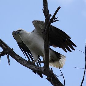 White-bellied sea eagle