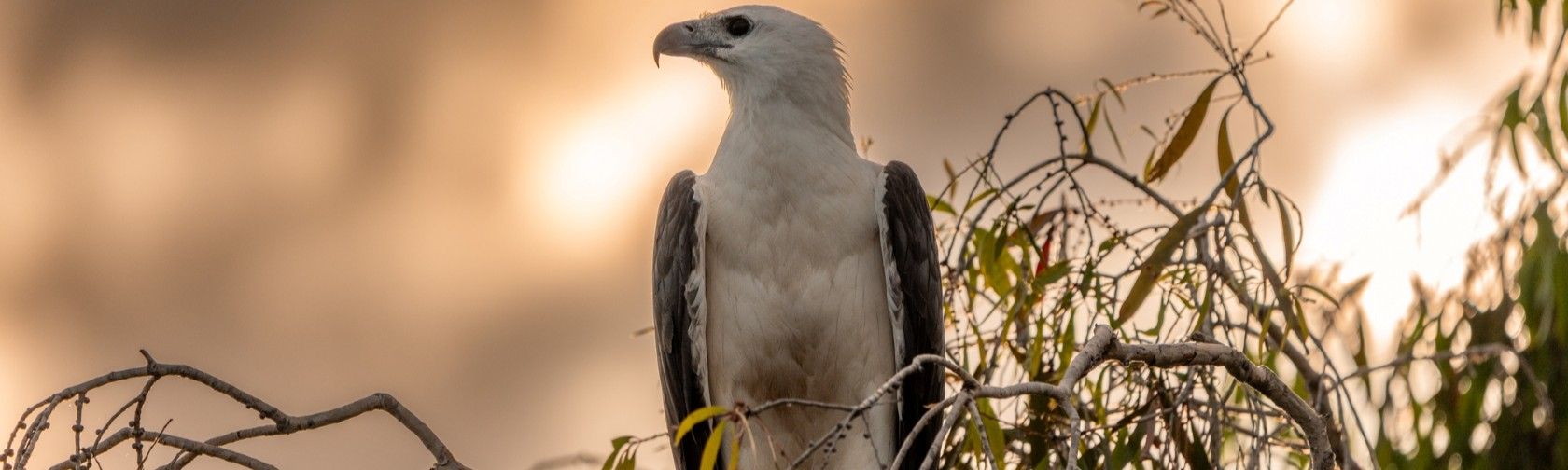 White bellied sea eagle