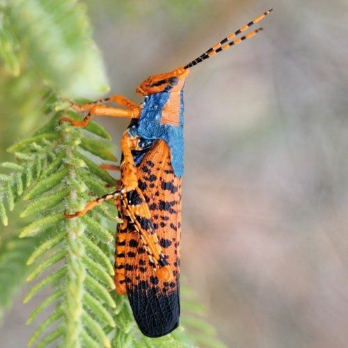 Leichhardt's grasshopper.