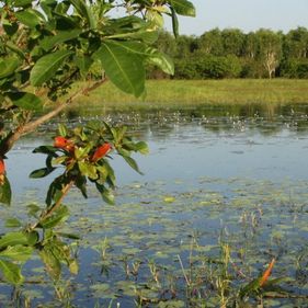 Bubba Wetlands