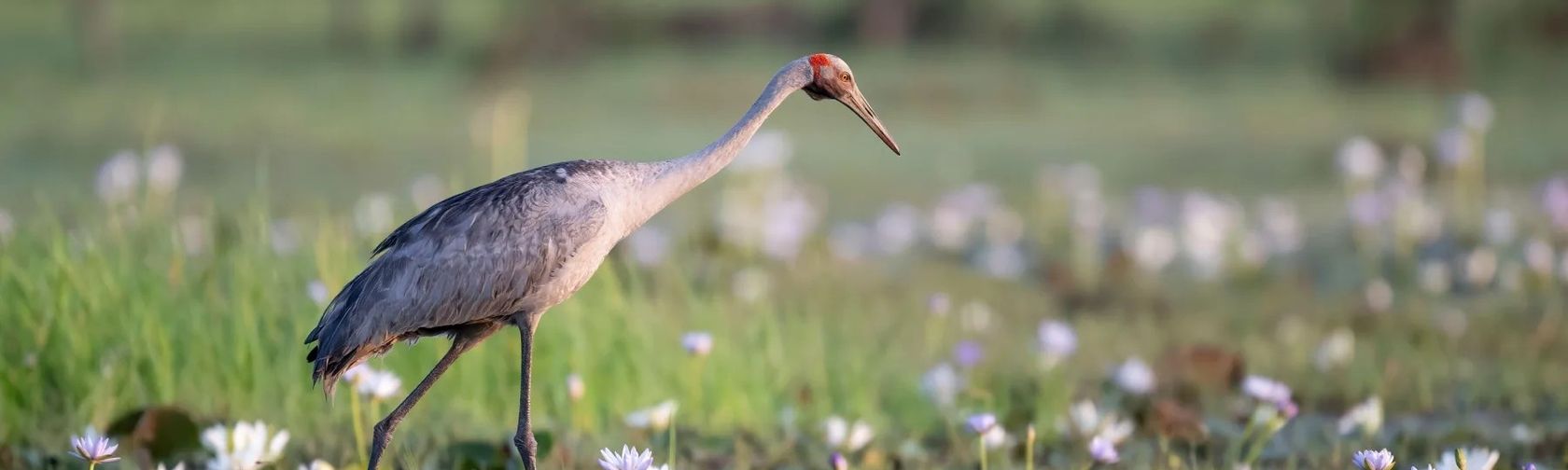 Brolga