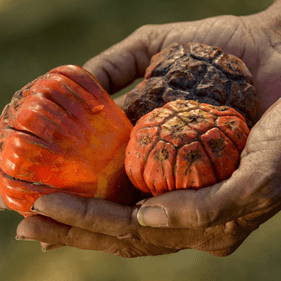 Bush tucker