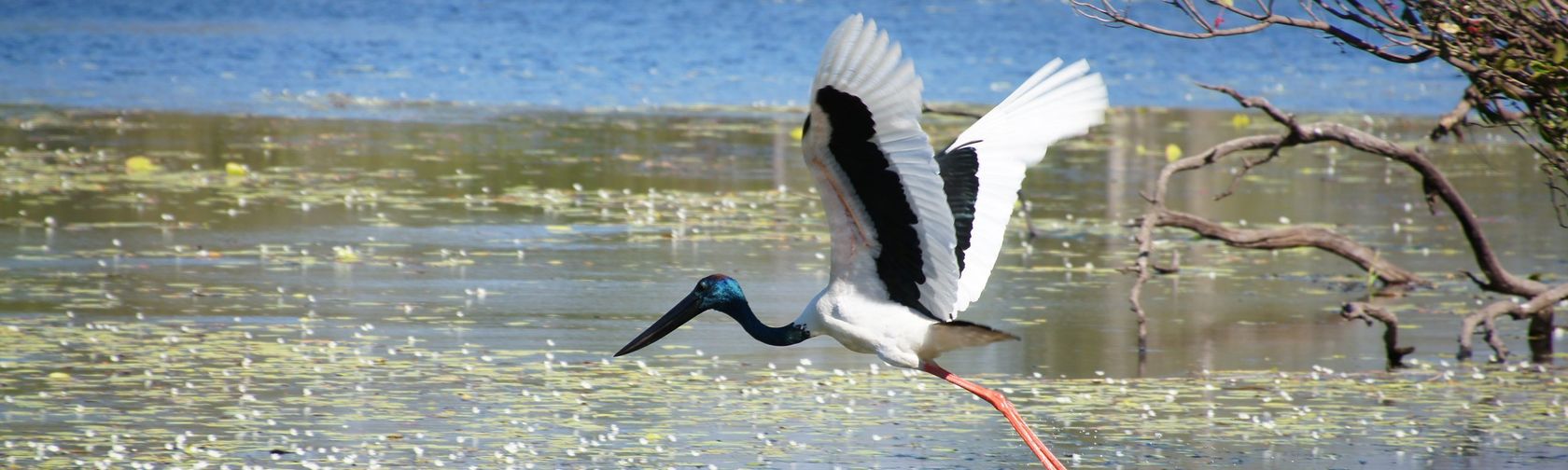 Jabiru on Sandy Billabong