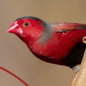 Crimson Finch. Credit Luke Paterson